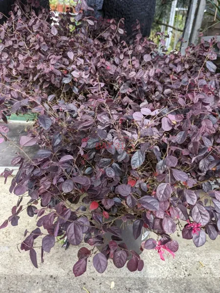 Loropetalum-7E50