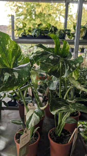 MONSTERA-CONSTELLATION-THAI