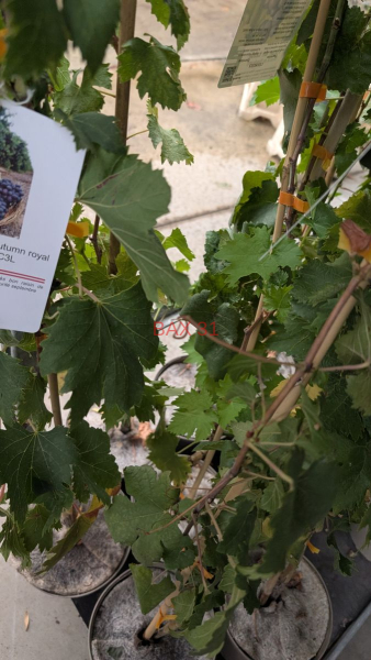 PIED-DE-VIGNES-DE-TABLE