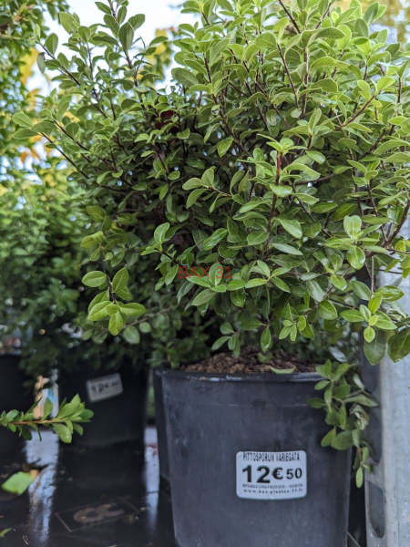 PITTOSPORUM-GOLF-BALL