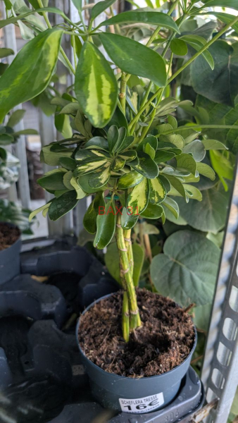 SCHEFFLERA