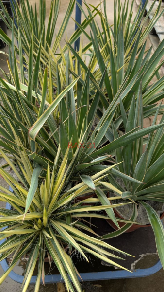 YUCCA-PANACHE-2