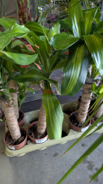 YUCCA-PANACHE