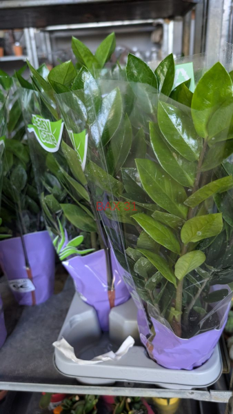 ZAMIOCULCAS