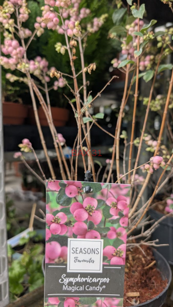 symphoricarpus