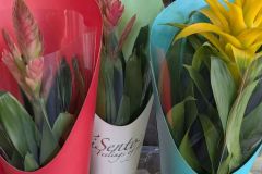 BROMELIA BROMELIA