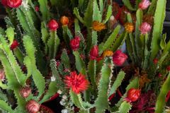 CACTUS CACTUS
