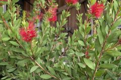 CALLISTEMON