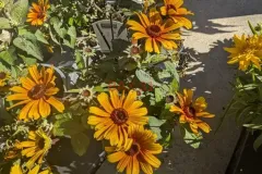 COREOPSIS-GRANDIFLORA-1
