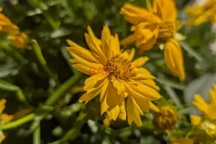 COREOPSIS-GRANDIFLORA-2