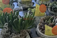 CRASSULA-EN-POT-DECO