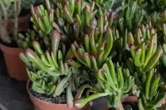 CRASSULA