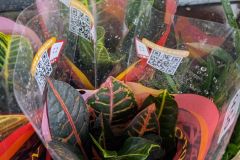 CROTON CROTON