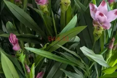 CURCUMA-2