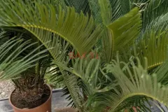 CYCAS-REVOLUTA