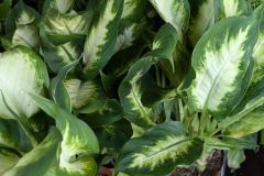DIFFENBACHIA DIFFENBACHIA