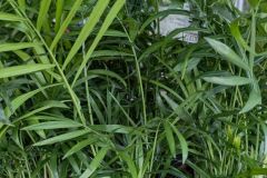 DYPSIS DYPSIS