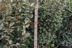 ELEAGNUS-160-170-cm.webp