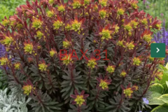 EUPHORBE-AMYGDALOIIDE-PURPUREA EUPHORBE-AMYGDALOIIDE-PURPUREA
