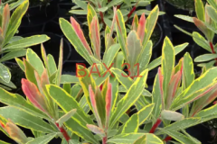 EUPHORBE-ASCOT-RAINBOW EUPHORBE-ASCOT-RAINBOW