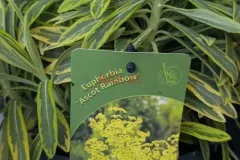 EUPHORBE-ASCOT-RAINBOW EUPHORBE-ASCOT-RAINBOW