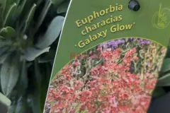 EUPHORBE-CHARACIAS-Galaxy-Glow-2 EUPHORBE-CHARACIAS-Galaxy-Glow-2
