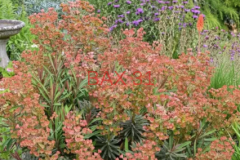 EUPHORBE-CHARACIAS-Galaxy-Glow EUPHORBE-CHARACIAS-Galaxy-Glow