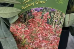 EUPHORBE-CHARACIAS-Galaxy-Glow EUPHORBE-CHARACIAS-Galaxy-Glow