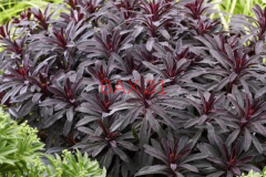 EUPHORBE-HYBRID-MINER-S-MERLOT EUPHORBE-HYBRID-MINER-S-MERLOT