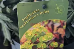 EUPHORBE-WALBERTON-S-RUBY-2 EUPHORBE-WALBERTON-S-RUBY-2