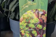 EUPHORBE-WALBERTON-S-RUBY EUPHORBE-WALBERTON-S-RUBY