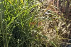 GRAMINEES-DIVERSES GRAMINEES-DIVERSES