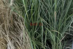 GRAMINEES-MISCANTHUS GRAMINEES-MISCANTHUS