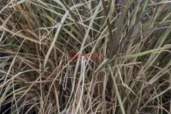 GRAMINEES-PENNISETUM-CUIVRE GRAMINEES-PENNISETUM-CUIVRE