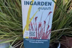 GRAMINEES-PENNISETUM GRAMINEES-PENNISETUM
