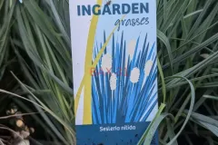 GRAMINEES-SESLERIA-NITIDA GRAMINEES-SESLERIA-NITIDA