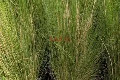 GRAMINEES-STIPA-TENUIFOLIA GRAMINEES-STIPA-TENUIFOLIA