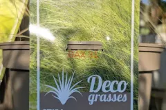 GRAMINEES-STIPA