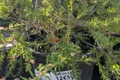 GREVILEA