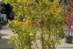 Ginko-Biloba