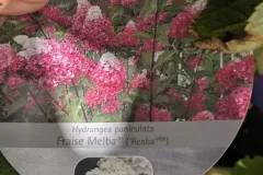 HORTENTIA-PANICULATA-2
