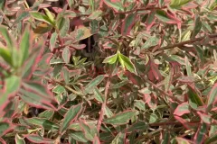 HYPERICUM-MOSERANIUM-TRICOLOR