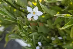JASMIN-