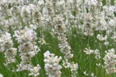 LAVANDULA-ANGUSTIFOLIA-EDELWEISS