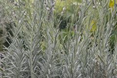 LAVANDULA-ANGUSTIFOLIA-EDELWESISS-scaled
