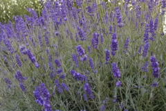 LAVANDULA-DENTATA-GROSSO