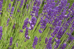 LAVANDULA-INTERMEDIA-GROSSO-SEGURET