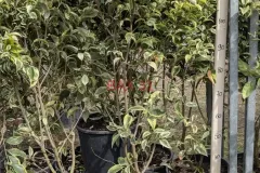 LIGUSTRUM-160-170-cm.webp