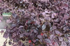 Loropetalum-7E50