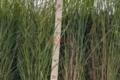 MISCANTHUS-SINENSIS-FLAMINGO